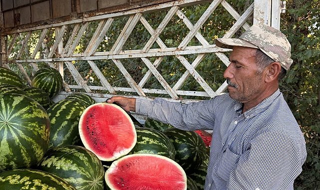 Suruç Ovası'nda yerli karpuzun ilk hasadı buruk başladı