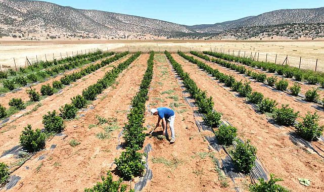 Susuzluk nedeniyle tarım yapılamayan ilçe arıtma suyuyla yeşerdi