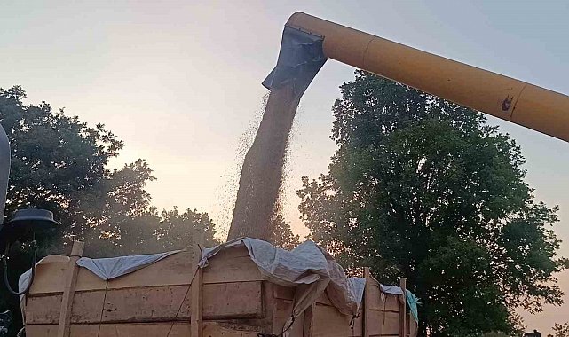 Tarım şehri Bilecik'te arpa ve buğday bereketi