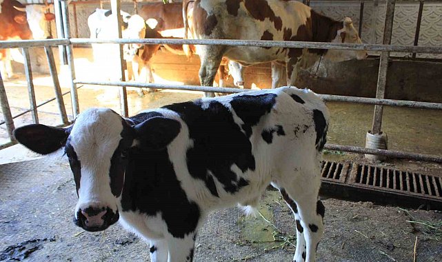 Tarım ve Orman Bakanı Yardımcısı Gümen'den TARPOL'un "şap raporu"na tepki