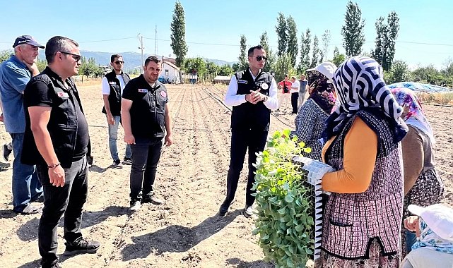 Taşoluk'ta 862 bin brokoli fidesi toprakla buluştu