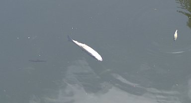 Tavşanlı'da balık ölümleri