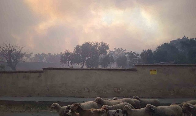 Tekirdağ Şarköy'deki orman yangınına havadan ve karadan müdahale sürüyor