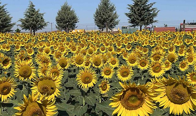 Tekirdağ'da görsel şölen: Ayçiçeği tarlaları sarıya boyandı