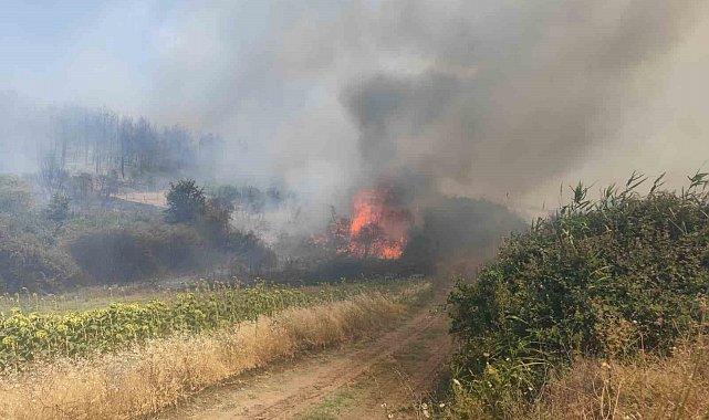 Tekirdağ'da orman yangını