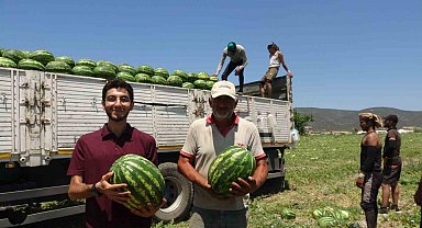 Tescilli Osmaneli karpuzunda hasat zamanı