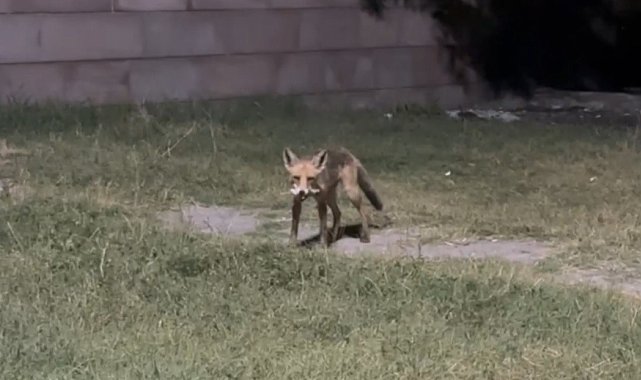 Tilkilere ziyafet, doğaya ihanet: Ekşisu'da duyarsızlık kamerada