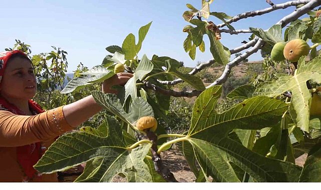 Tire'de incir hasatında işçi maaşı 90 bin TL oldu