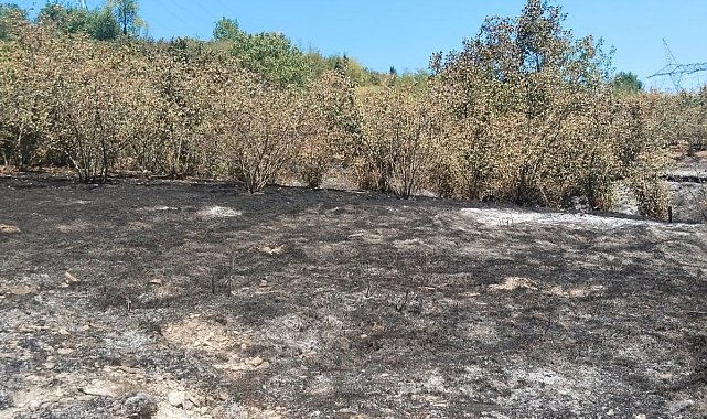 Tırpan motoru fındık bahçesini yaktı