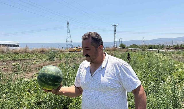 Tokat'ta karpuzun tarladaki dönüm fiyatı 10 bin liraya geriledi