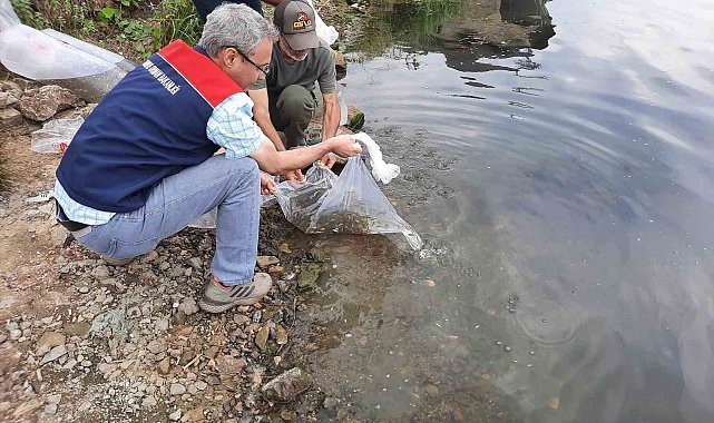 Topuk Yaylası göletine 100 bin adet pullu sazan yavrusu bırakıldı