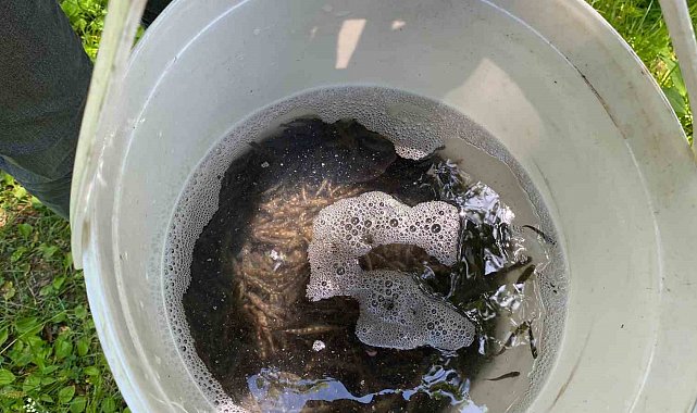 Trabzon'da 15 bin alabalık yavrusu suyla buluşturuldu