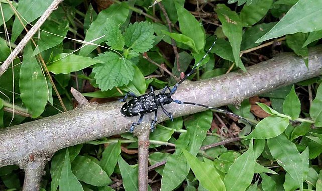 Trabzon'da zararlı böceğe karşı kimyasal mücadele başladı