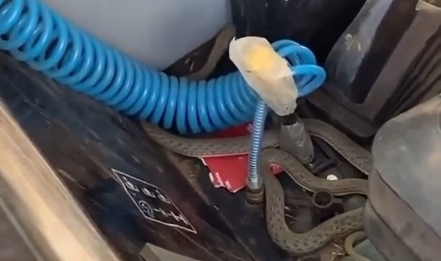 Traktörde yılan paniği