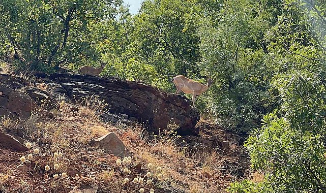 Tunceli'de dağ keçileri görüntülendi