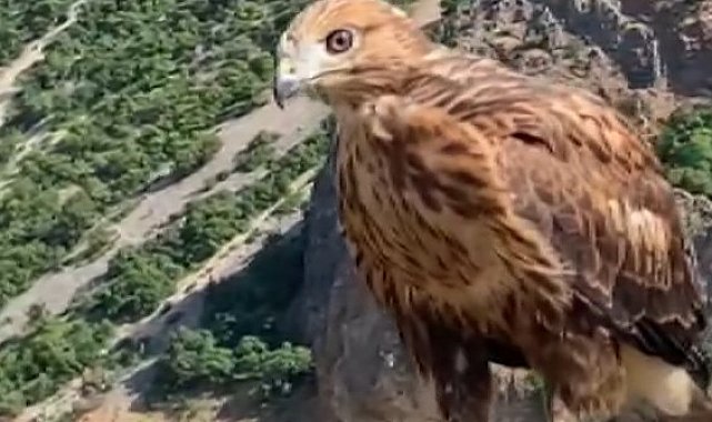 Tunceli'de tedavi edilen 2 kızıl şahin ve bir kaya kartalı doğaya salındı