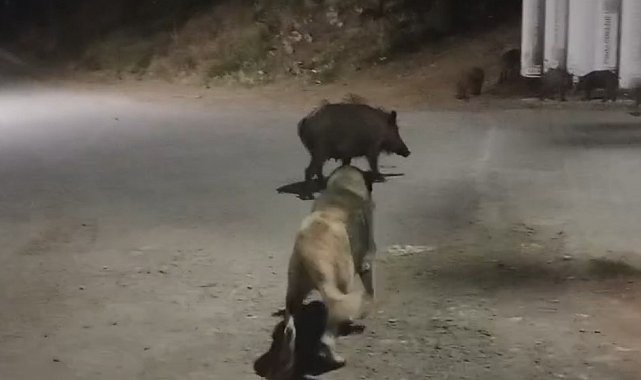 Tunceli'de yaban domuzları şehre indi