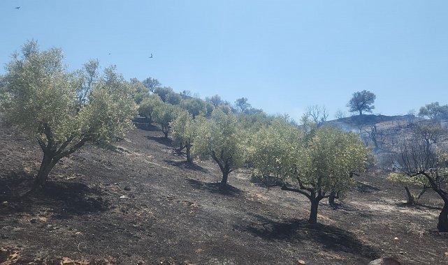 Turgutlu Derbent'teki yangın büyümeden söndürüldü