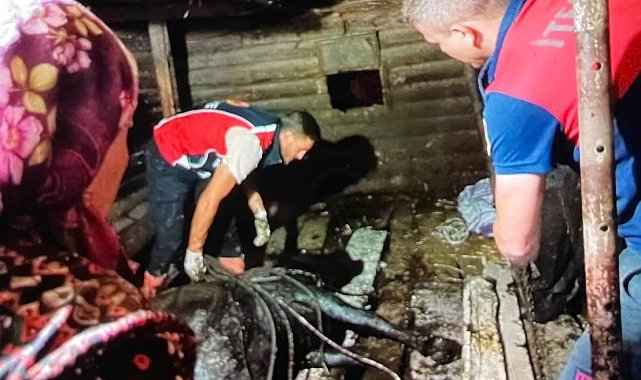 Türkeli'de ahır çöktü, büyükbaş hayvan kurtarıldı