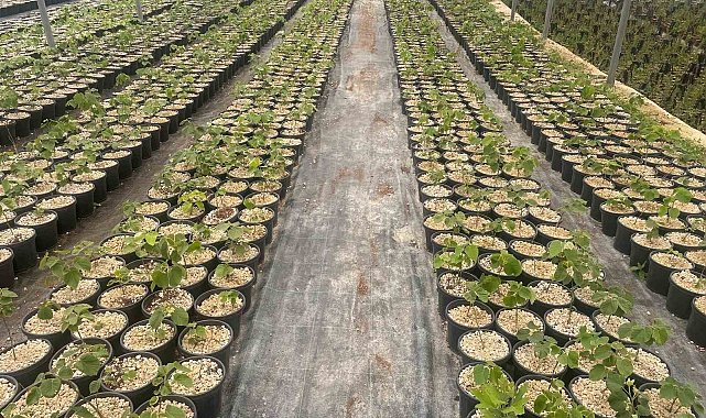 Türkiye'de yapılmayanı Uludağ eteklerinde deniyorlar dünyaya açılmayı hedefliyorlar