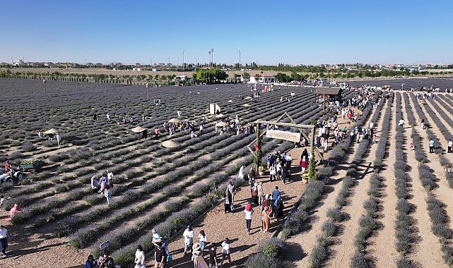 Türkiye'nin en büyük Lavanta Bahçesi'nde festival coşkusu
