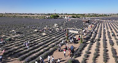 Türkiye'nin en büyük Lavanta Bahçesi'nde festival coşkusu