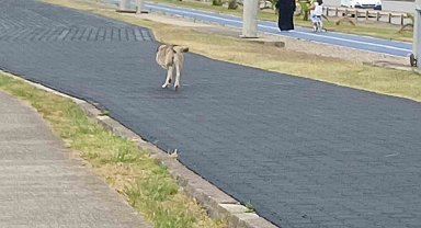 Üç ayaklı köpek yaşama tutundu