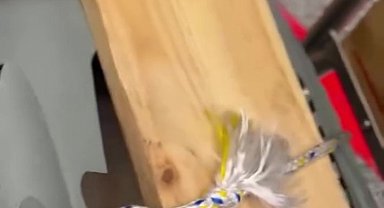 Uçağın kargo bölümüne verdiği evcil hayvanlarını teslim alınca çılgına döndü