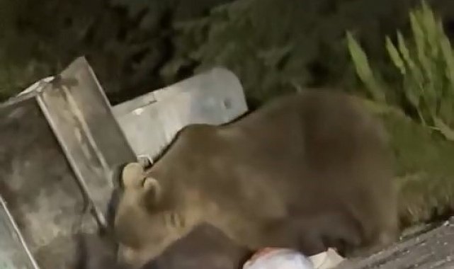 Uludağ'da aç kalan ayılar çöplere dadandı