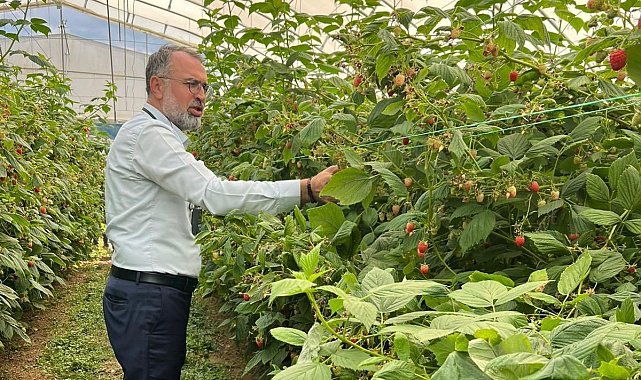 Uludağ'dan Sırbistan'a ahududu üretiminde uluslararası işbirliği adımı