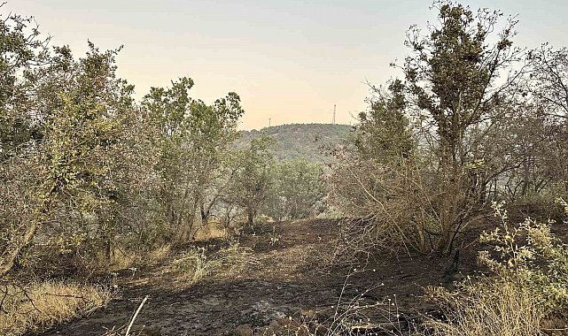 Uşak'ta meşelik alana sıçrayan yangın kontrol altına alındı
