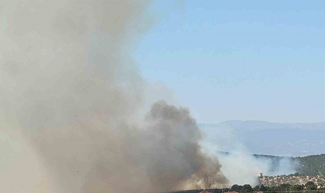 Uşak'ta meşelik alanda yangın çıktı