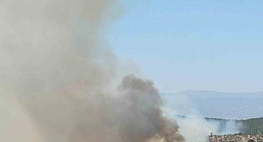 Uşak'ta meşelik alanda yangın çıktı