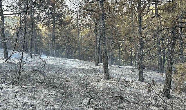 Uşak'taki orman yangını kontrol altında