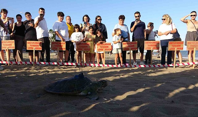 Uydu cihazı takılan kaplumbağa 'Soli' denize bırakıldı