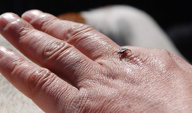 Uzmanlardan kene uyarısı