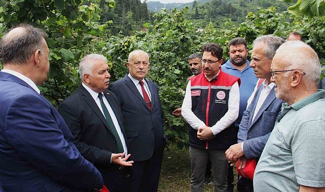 Vali bile bahçeye inmeyen fındık üreticisine sitem etti