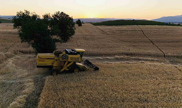 Vezirköprü'de buğday hasadı başladı