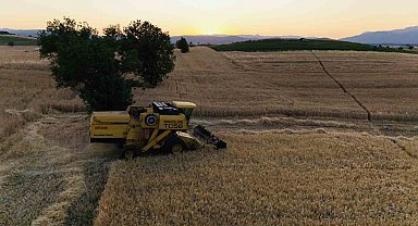 Vezirköprü'de buğday hasadı başladı