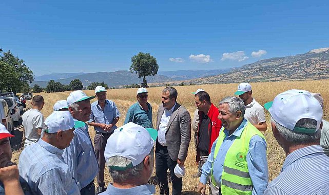 Vezirköprü'de kanola hasadı başladı