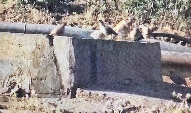 Yaban hayvanlarına can suyu