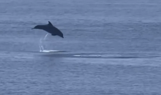 Yalova Esenköy'de yunus şov