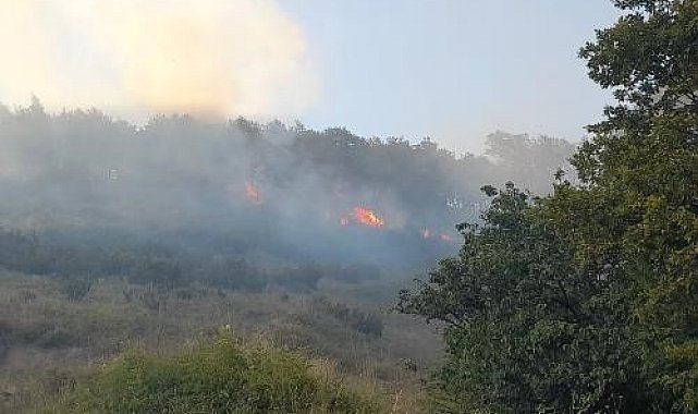 Yalova'da orman yangını