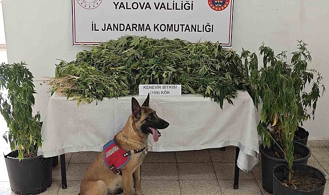 Yalova'da uyuşturucu operasyonunda 1 tutuklama