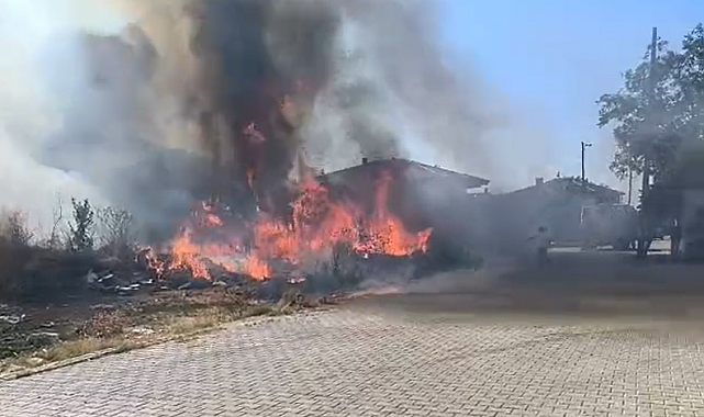 Yalova'da zeytinlikte yangın