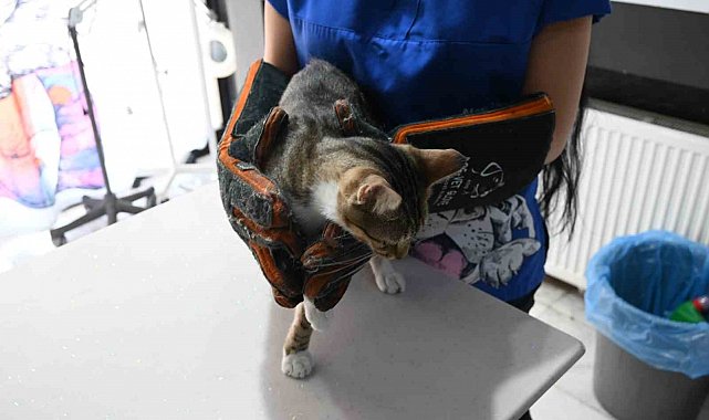 Yangında zarar gören hayvanlara ilk yardım nasıl yapılmalı