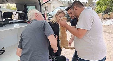 Yangından etkilenen hayvanlar unutulmadı