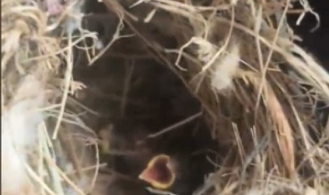 Yangının ortasından kuş yuvasını kurtardılar