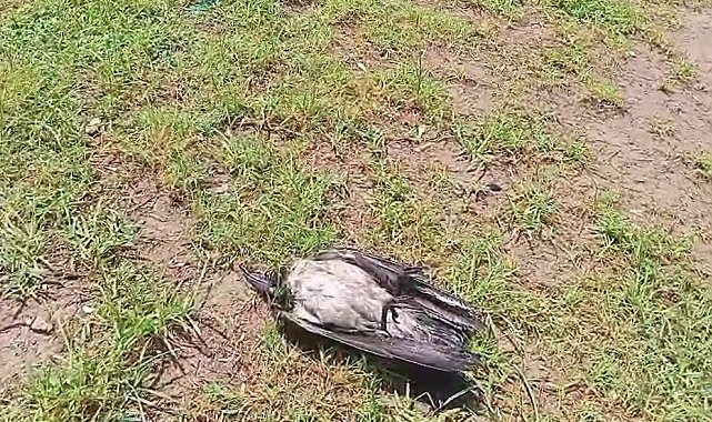 Yaralı karga, havadaki kargalar sayesinde bulundu