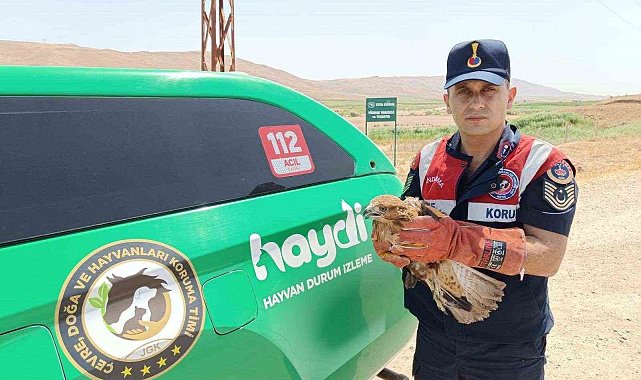 Yaralı şahin koruma altına alındı